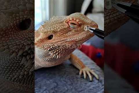 Bearded Dragon Nostril👃SHED REMOVAL! | #stayrad #beardeddragons @ChuckNorrizBeardedDragons