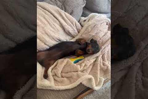 The most dangerous animal on this planet 🌍 | dachshund breeder | dachshund training tips