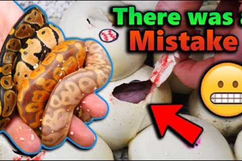 Our Baby Ball Pythons Hatched!! But...