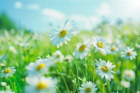 Soothing music restores the nervous system 💚 Healing music to reduce stress, fatigue, depression