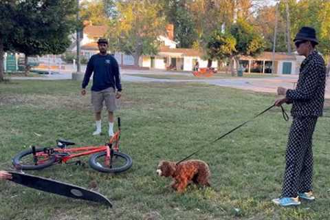 How To Get A Dog Over Their Fears FAST!!