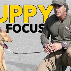 Puppy Training Teach Your Puppy to Focus - Robert Cabral Dog Training Video