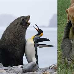 The Best Animal Friendships in the World