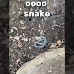I flipped 7 rocks and found a venomous snake