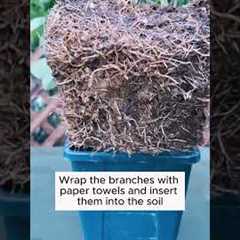 3 unique root stimulation tips  #garden #gardening #plants