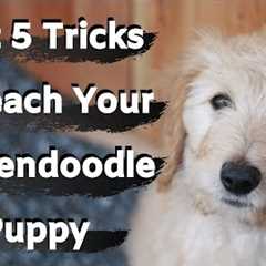 Goldendoodle Puppy Training (First five tricks to train your Goldendoodle)