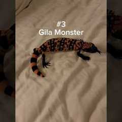 The friendliest lizards in my bedroom! #reptiles #pets #venomous #lizard #monitorlizard