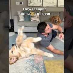 How I taught my puppy to roll over