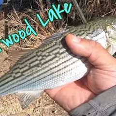 SILVERWOOD LAKE  Stripped Bass 🔥 BITe/Stripped Bass en Silverwood Lake#fishing