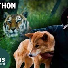 Witness the Unlikely Friendships Between Humans and Wild Animals | Mega Marathon