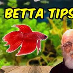 The Shocking Truth about Betta Care You Don't Want to Hear.