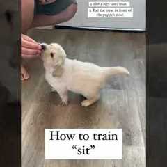 How to Train sit to your puppy!