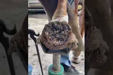 Stuck in the Mud #farrier #horse #satisfying #texas #asmrvideo #cleaning