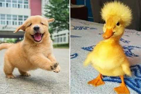 Funniest Animals 2024 😂 Best Funny Cats and Dogs 😻🐶 Part 18 | Cute Baby Dogs