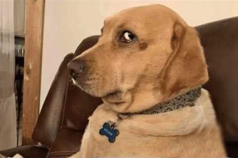 Funny ANIMALS videos 2024 😄 New Funny Cats and Dogs Videos 😹🐶