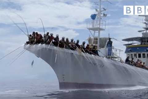 Fishing for tuna the old fashioned way | South Pacific - BBC