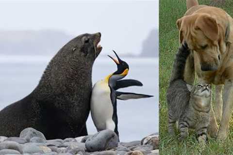 The Best Animal Friendships in the World
