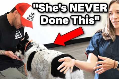 6 Dog Trainers Gave Up On This Dog...
