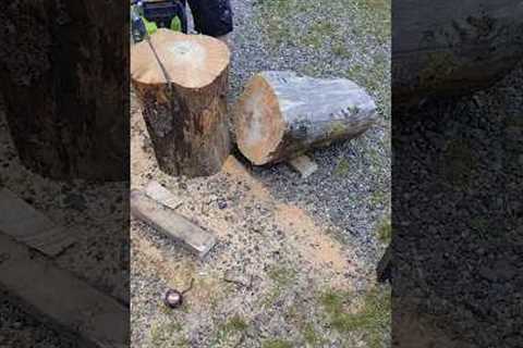 How I did the wood legs for a table.(The wood was having bugs) Didn't do it#woodwood#diy#wodworking