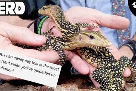 Reptile Taming - Building a Relationship of Trust With Your Pet