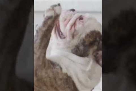 How to Teach your Dog to dance#dogs#Reaction#Viral#funny