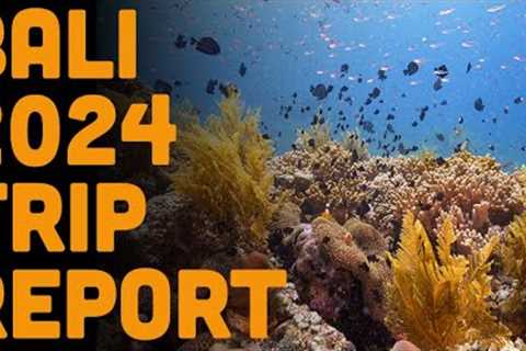 Volcano Diving! Bali Trip Report 2024