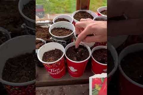 Do you do this gardening hack? #shorts #gardening