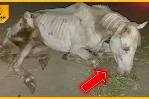 They threw him away like trash! Starving and beaten horse couldn't get up