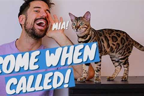 How to TEACH YOUR CAT THEIR NAME and to COME WHEN CALLED