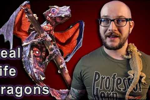 Top 5 REAL LIFE Mythical Reptiles You Can Actually Own