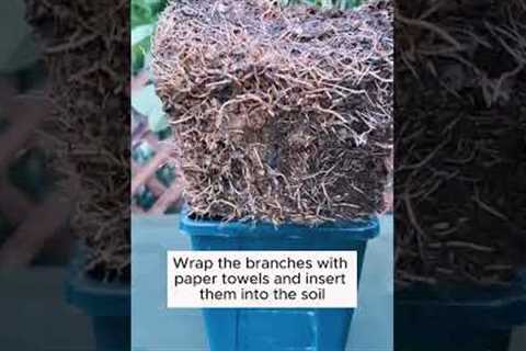 3 unique root stimulation tips  #garden #gardening #plants