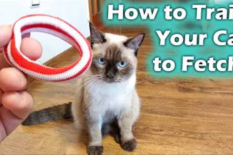 How to Teach your Cat to Catch, Cat Fetch (Cat Training)
