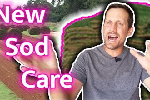 Lawn Care for New Sod // How To Water, Mow, Fertilize, &amp; Kill Weeds in New Lawn // What to..
