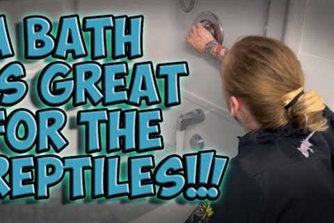 WHY would you BATHE your reptiles?