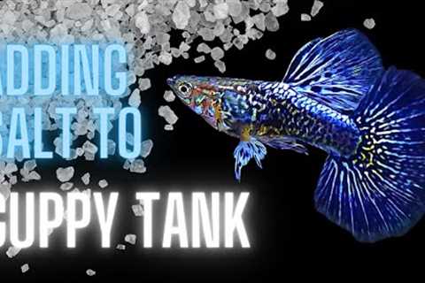 Guppy Fish Care – Adding Salt to Guppy Tank – The Complete Guide