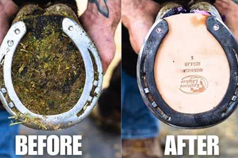 Satisfying Full Horse Hoof Restoration | 4K FARRIER ASMR