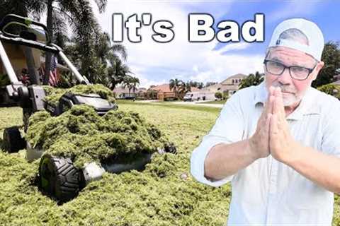 My Lawn Is DESTROYED and It's My FAULT