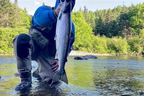 Salmon Fishing in Newfoundlands Pristine Rivers ! - Fly Fishing Atlantic Salmon