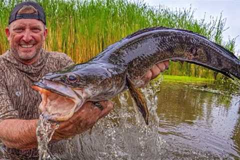 These fish have TAKEN OVER South Florida! {Catch Clean Cook}