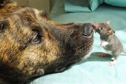 15 Most Heartwarming Friendships Between Animals