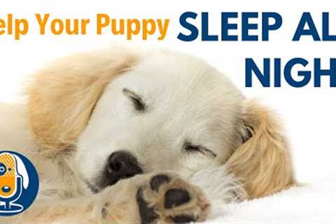 Get Your Puppy to Sleep All Night: Pro Dog Training Tips #26