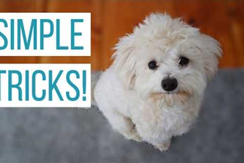 HOW WE TAUGHT OUR MALTIPOO BASIC TRICKS | How to Train Your Dog Sit, Down, Up, Stand, &amp; Roll..