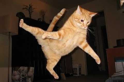 When you have Funny Cat in your house 😹