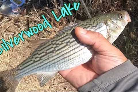 SILVERWOOD LAKE  Stripped Bass 🔥 BITe/Stripped Bass en Silverwood Lake#fishing