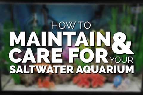 How To Maintain &amp; Care For Your Basic Saltwater Aquarium