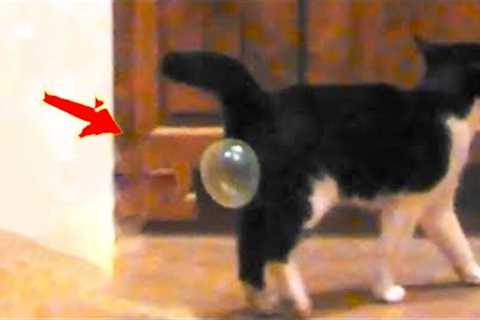 Try Not To Laugh | Funniest Cat Videos In The World | Funny Animal Videos #91