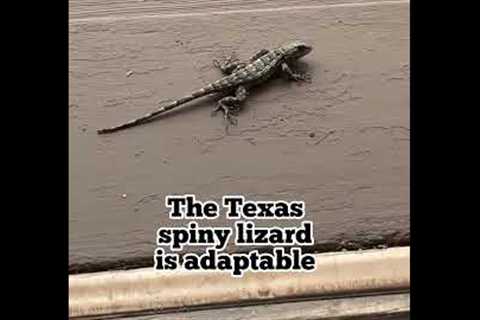 Texas Spiny Lizard
