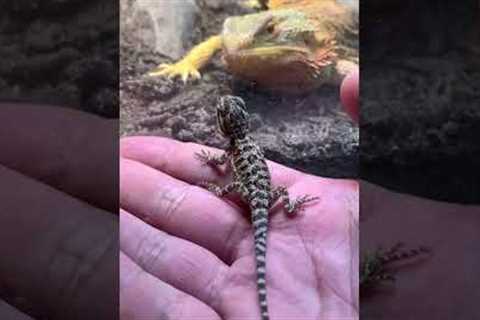 Bearded Dragon sees her baby first time