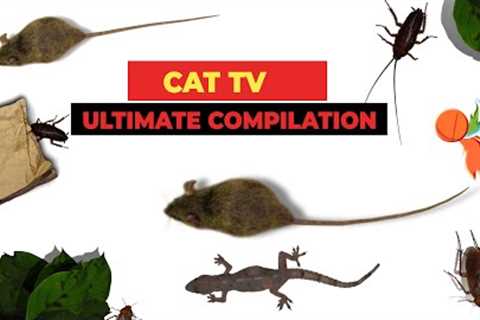 CATS TV - ULTIMATE Games Compilation for CATS &amp; DOGS (Realistic Cat Games Mix) - 3 HOURS