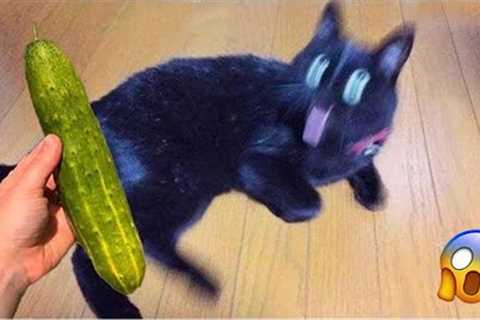 1 HOUR OF FUNNIEST CAT VIDEOS 2022 |Aww Pets